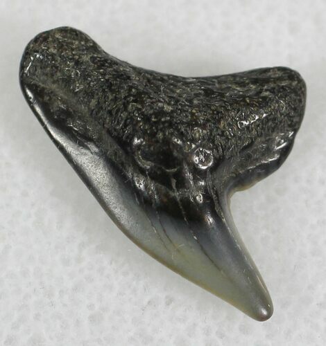 Fossil Tiger Shark Tooth - Virginia #25289